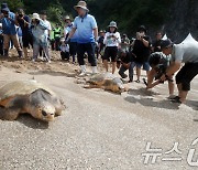 귀향하는 바다거북에 관심집중