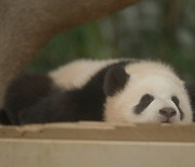 'My Dearest Fu Bao': Beloved giant panda's last days in Korea captured in documentary film