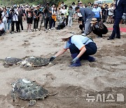 서귀포 색달해변서 바다거북 자연방류