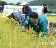 울주군, 두서면 신전 들녘서 올해 첫 벼 베기 행사