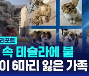 [글로벌D리포트] 차고 속 테슬라에 불…고양이 6마리 잃은 가족