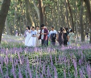 서천 맥문동 꽃축제에 23만명 방문…72억원 경제효과