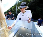 인제군 첫 벼 베기 '수확의 기쁨'