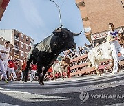 SPAIN FIESTAS TRADITIONS BULL RUN