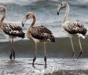 GREECE ANIMALS FLAMINGO