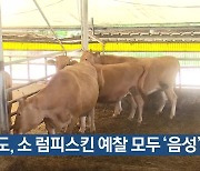 [여기는 전남] 전남도, 소 럼피스킨 예찰 모두 ‘음성’ 외