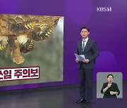 추석 앞두고 ‘벌쏘임 주의보’…예방·대처법은?