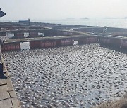 Korean fish farms having difficult time due to heat waves and Japanese imports