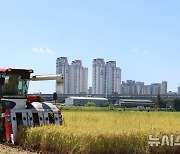 인천 내륙지역 첫 벼 수확