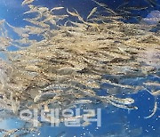 "수입산 반값?" 충남 연어 나오나.. 육상서 대량 양식