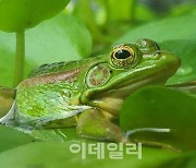 서울대공원서 자란 멸종위기 '금개구리' 300마리 자연으로