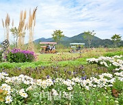 포천 한탄강세계지질공원서 9월부터 가을꽃·정원 축제