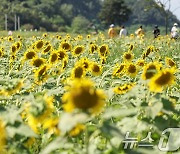 '만개한 해바라기'