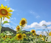 '파란 하늘 아래 노란 해바라기'