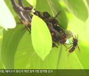 [현장K] 벌 쏘임 사고 급증…쇼크에 목숨 잃기도