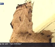 폭염에 벌 쏘임 급증…추석 앞두고 벌초·성묘객 주의