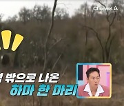 “몇초만 늦었으면 죽어” 하마 등장 돌발 상황에 대피 소동(선넘패)