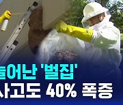 [D리포트] 폭염에 늘어난 '벌집'…벌쏘임 사고도 40% 폭증