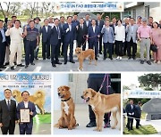 충견의 상징 ‘오수개’ 국제 고유 품종으로 정식 인정