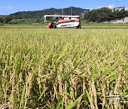 [오늘의 날씨] 대전·충남(31일, 토)…가시거리 1km 안개