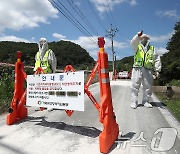 경기 김포서 아프리카돼지열병 발생…올해 8번째