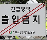 경기 김포서 ‘아프리카돼지열병’ 발병