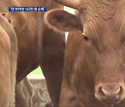 공급 과잉에 솟값 폭락…솟값 파동 재현 우려