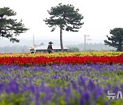 제주, 고기압 영향 대체로 '맑음'…낮 기온 30~33도