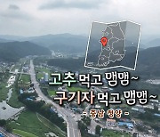 [풍경여지도] 고추 먹고 맴맴~ 구기자 먹고 맴맴~ - 충남 청양