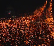 "한여름밤 볼거리 가득"...무주 '반딧불 축제' 개막