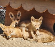 "전국 120마리만 서식"…9월 멸종위기 야생생물로 '여우' 선정