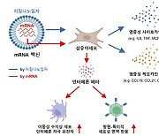 질병청 "코로나19 mRNA 백신 접종 초기 면역증강돼"