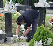 추석 앞두고 벌초 도중 벌쏘임 사고 잇따라