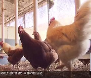 양계 농가 “저병원성 AI 피해도 심각…대책 필요”