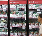 배추가격 고공행진…김치수입 7% 늘어 '역대 최대'