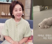 “어머님 안 힘드시다고요?” 선우은숙, 혼인 무효 소송에도 열혈 체력→최선정도 놀라