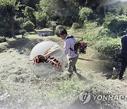 합천서 추석 앞두고 벌초하던 50대, 벌에 목덜미 쏘여 숨져