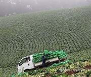 '고랭지 배추 출하·숙박시설 점검' 강원도 추석 연휴 대책 추진