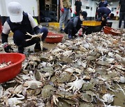 Supermarkets cut crab prices as warmer waters raise catch numbers