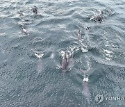 제주 바다엔 남방큰돌고래가 산다