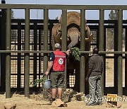 SOUTH AFRICA ZOO ELEPHANT RELOCATION