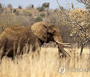 SOUTH AFRICA ZOO ELEPHANT RELOCATION