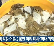 경북 양식장 어류 210만 마리 폐사 ‘역대 최악’