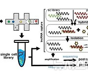 GIST-강동경희대, '긴 비번역 RNA' 세포 지도 첫 구축