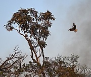 BRAZIL FIRES