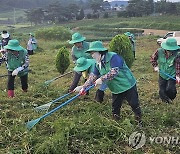 추석 앞두고 무연분묘 벌초