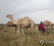 Kenya Pastoralists Beyond Cattle