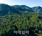 대전 도심속 비밀의 숲엔 산림녹화 영웅의 흔적이 있었다