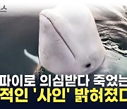 러 스파이로 의심받았던 흰돌고래...'충격적' 사인 밝혀졌다 [지금이뉴스]