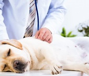 Korea to mandate better disclosure of veterinary fees